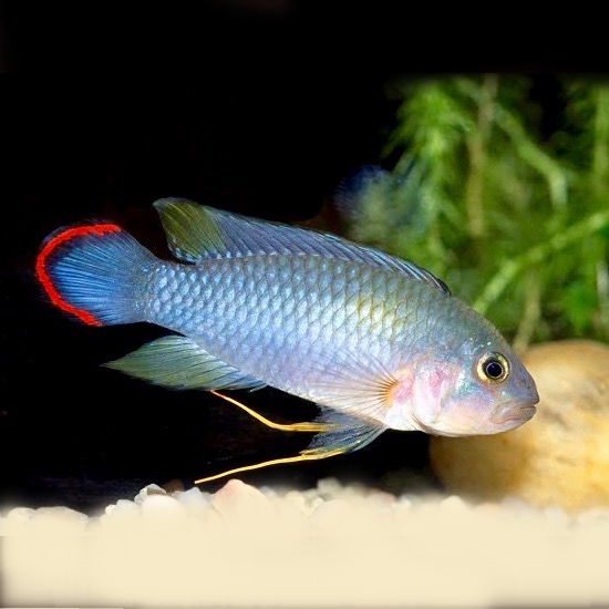 Apistogramma pandurini 3,5 cm